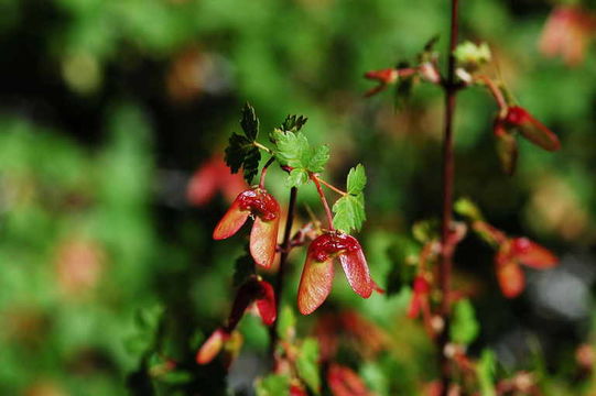 Image of Rocky Mountain maple