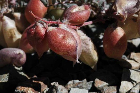 Astragalus gilmanii Tidestr.的圖片