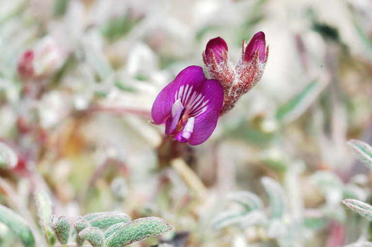 Astragalus gilmanii Tidestr.的圖片