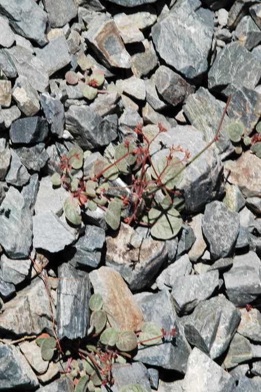 Image of Telescope Peak buckwheat