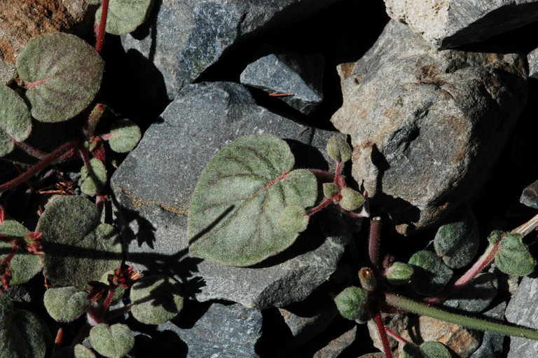 Image of Telescope Peak buckwheat