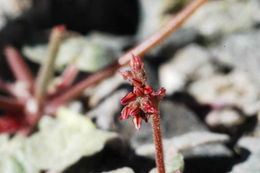 Image of Telescope Peak buckwheat