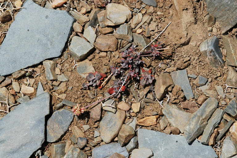 Imagem de Eriogonum umbellatum var. versicolor S. Stokes