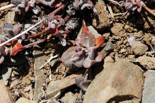 Image of sulphur-flower buckwheat