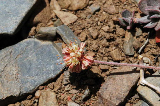 صورة Eriogonum umbellatum var. versicolor S. Stokes