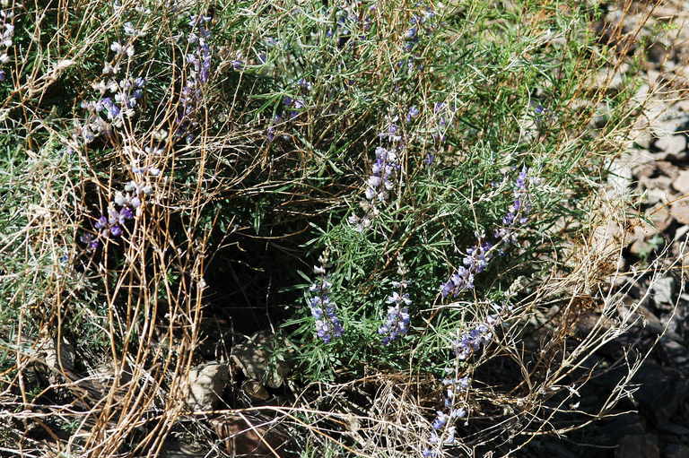 Image of Silver-stem Lupine