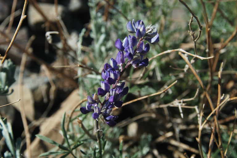 Image of Silver-stem Lupine