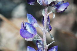 Image of Silver-stem Lupine