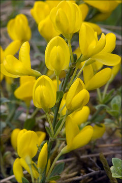 Image of Cytisus pseudoprocumbens Markgr.