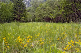 Слика од Cytisus pseudoprocumbens Markgr.