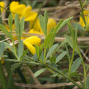 صورة Cytisus pseudoprocumbens Markgr.