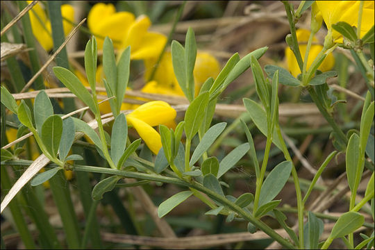 Sivun Cytisus pseudoprocumbens Markgr. kuva