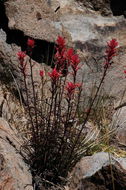 Image of Wyoming Indian paintbrush