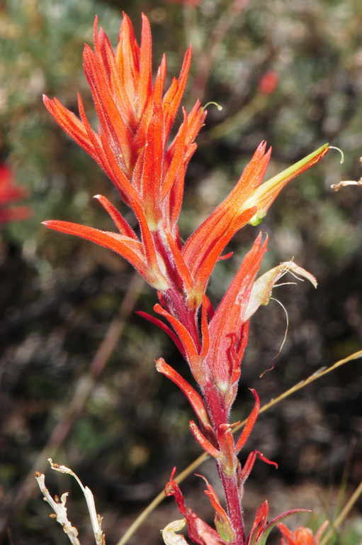 Image of Wyoming Indian paintbrush