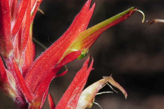 Image of Wyoming Indian paintbrush