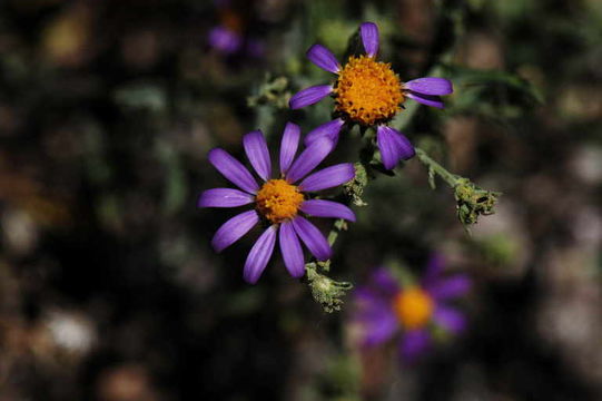 Image of Hoar False Tansy-Aster