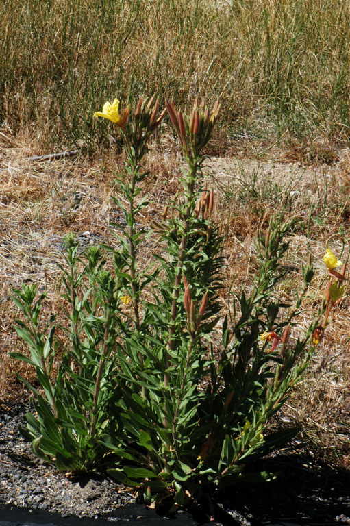 Image of Hooker's evening primrose