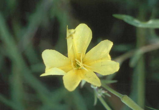 Oenothera elata subsp. hirsutissima (A. Gray ex S. Wats.) W. Dietrich的圖片