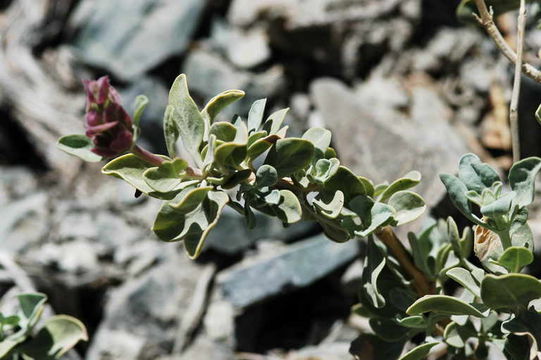 Sivun Salvia pachyphylla Epling ex Munz kuva