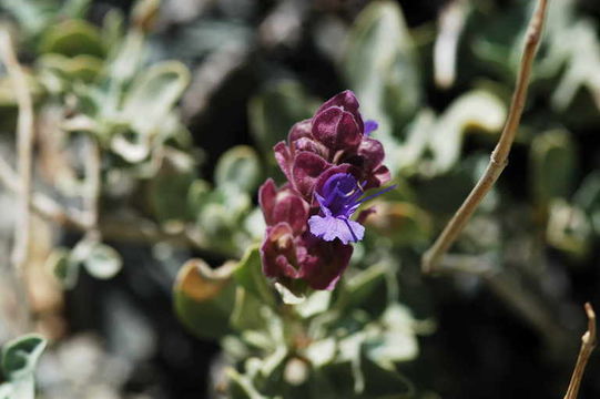 Sivun Salvia pachyphylla Epling ex Munz kuva