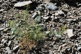 Image of broom-like ragwort