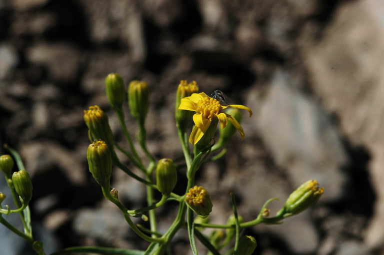 Image of broom-like ragwort