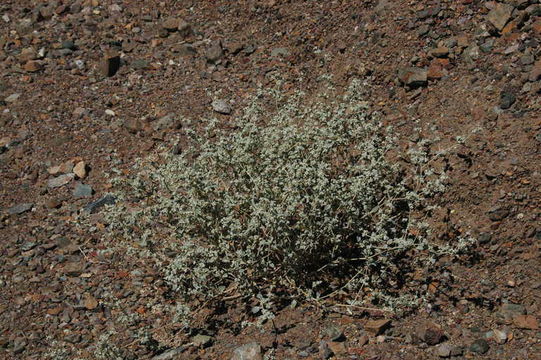 Слика од Tidestromia suffruticosa var. oblongifolia (S. Wats.) Sánchez del Pino & Flores Olvera