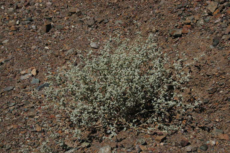 Imagem de Tidestromia suffruticosa var. oblongifolia (S. Wats.) Sánchez del Pino & Flores Olvera