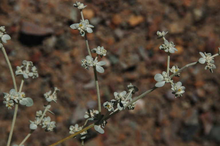 Imagem de Tidestromia suffruticosa var. oblongifolia (S. Wats.) Sánchez del Pino & Flores Olvera