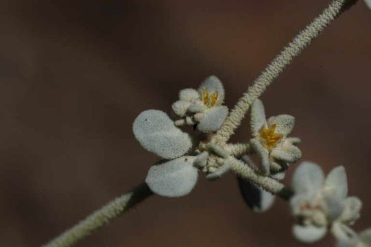 Imagem de Tidestromia suffruticosa var. oblongifolia (S. Wats.) Sánchez del Pino & Flores Olvera