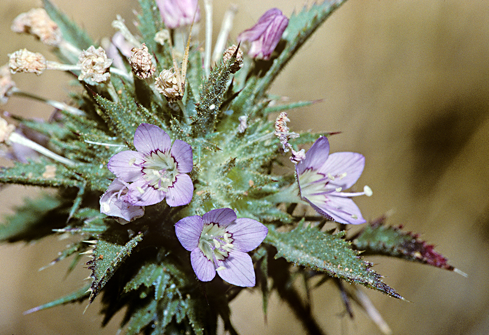 Image of Paiute Mountain pincushionplant