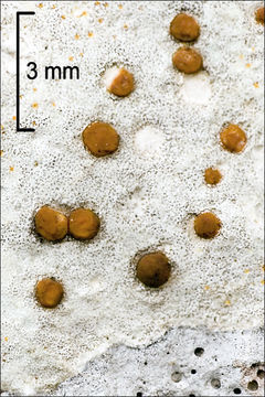 Protoblastenia calva (Dicks.) Zahlbr. resmi