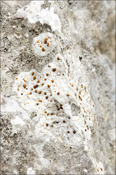 Image of protoblastenia lichen