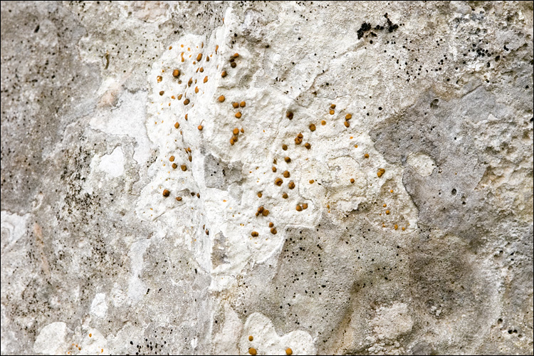 Image of protoblastenia lichen