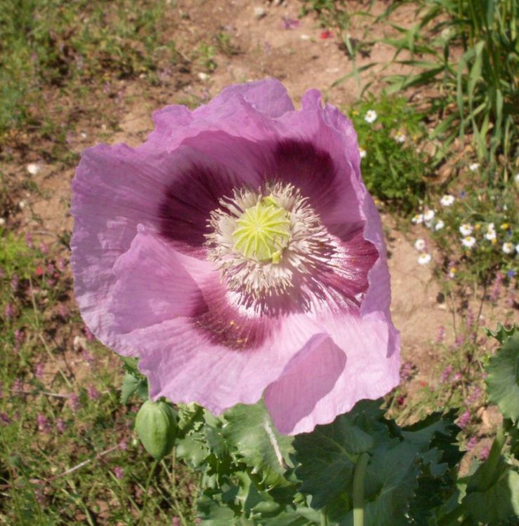 Image of opium poppy