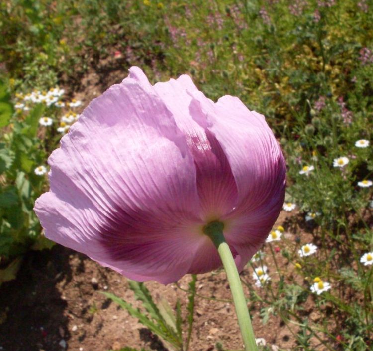 Image of opium poppy