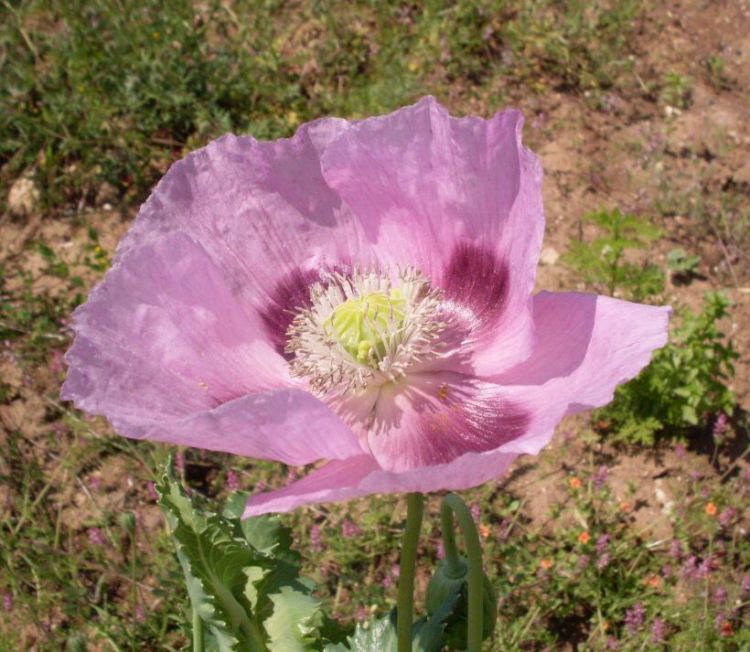 Image of opium poppy