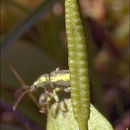 Image of Ophioglossoideae
