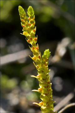 Image of Selaginella helvetica (L.) Spring