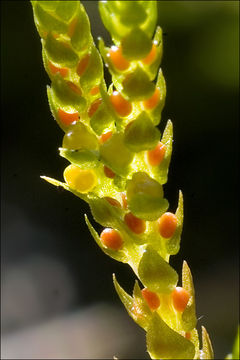 Image of Selaginella helvetica (L.) Spring