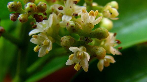 Image of Zanthoxylum tingoassuiba A. St.-Hil.