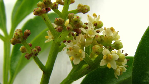 Zanthoxylum tingoassuiba A. St.-Hil.的圖片