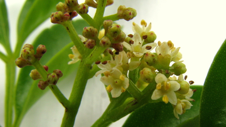 Sivun Zanthoxylum tingoassuiba A. St.-Hil. kuva