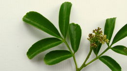 Image de Zanthoxylum tingoassuiba A. St.-Hil.