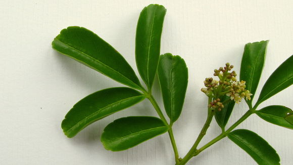 Imagem de Zanthoxylum tingoassuiba A. St.-Hil.