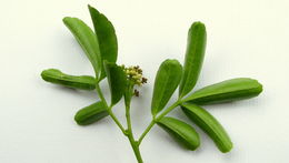 Image of Zanthoxylum tingoassuiba A. St.-Hil.