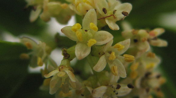 Image of Zanthoxylum tingoassuiba A. St.-Hil.