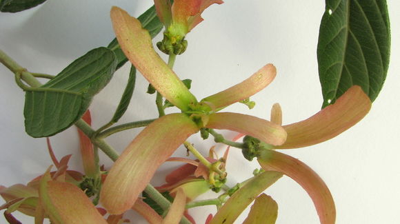 Image of Tetrapterys phlomoides (Sprengel) Nied.