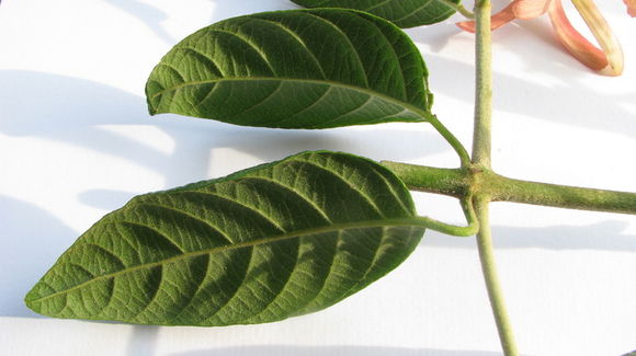 Image of Tetrapterys phlomoides (Sprengel) Nied.