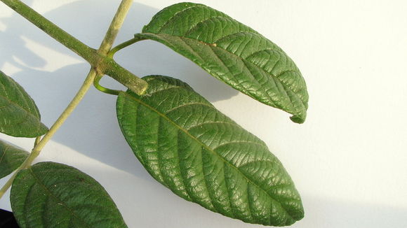 Image of Tetrapterys phlomoides (Sprengel) Nied.